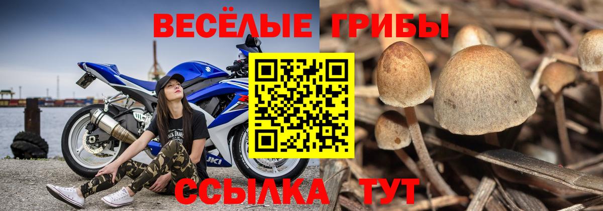 Глазов  Галлюциногенные грибы прущие грибы  Галлюциногенные грибы Psilocybe  Вход с VPN 